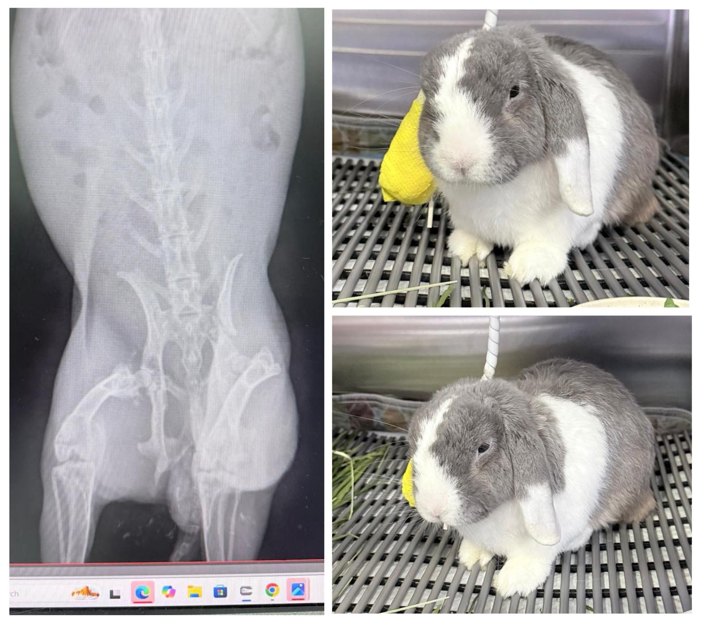 Bunny - GET WELL SOON, FUFU Our sweet Fufu was recently involved in an ...