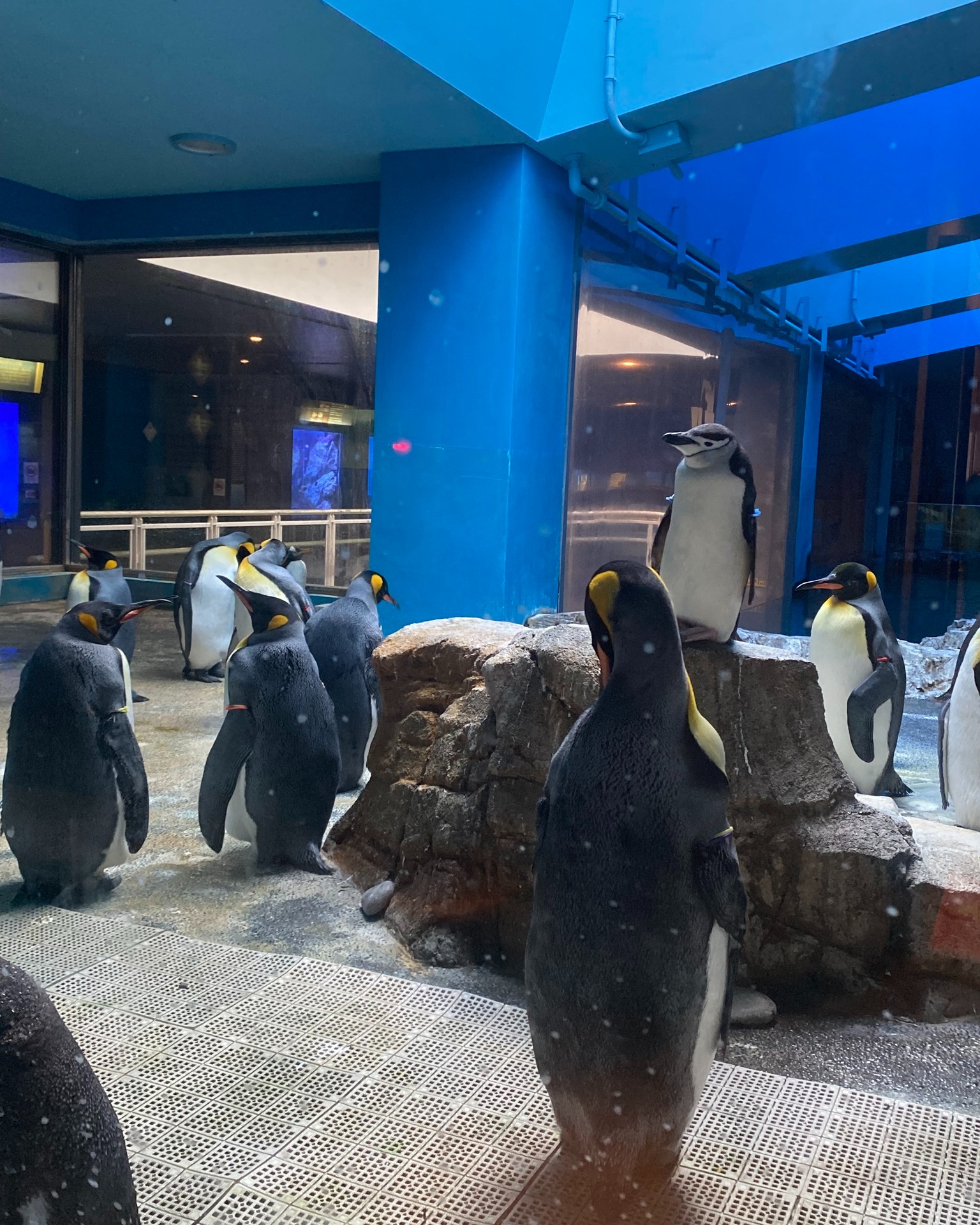 題して、 亜南極長（ヒゲ）とその護衛達（キング） #長崎ペンギン