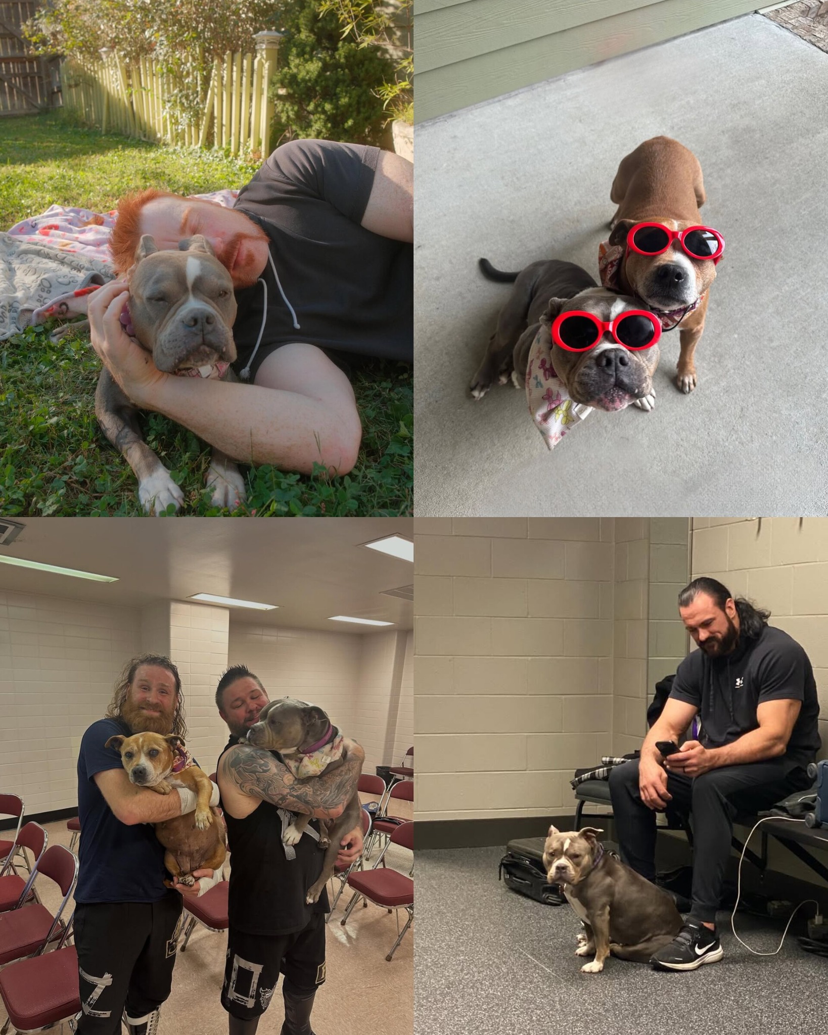 WWE - Sheamus Mourns The Loss Of His Beloved Dog Betty 💔 WWE Superstar ...