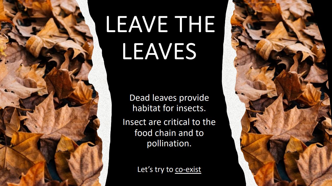 Borough - A Message from the Environmental Commission: Leave the Leaves ...