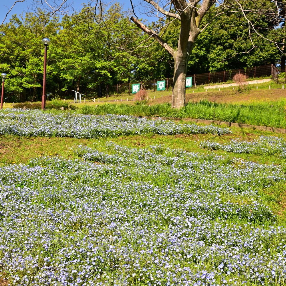 厚木市観光協会 鮮やかな青色で、愛らしい花のネモフィラ✨2026年4月16