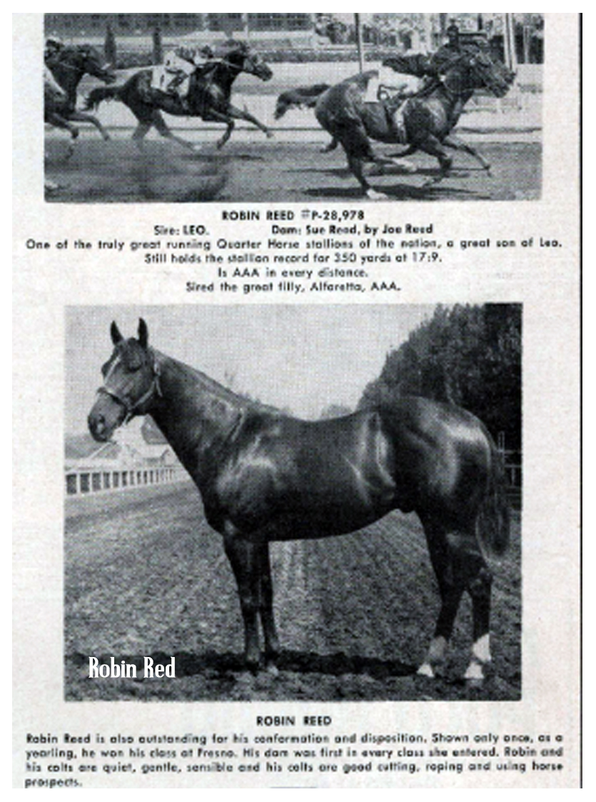 The Great Mr Robin Boy. Sire of many world champions in halter and