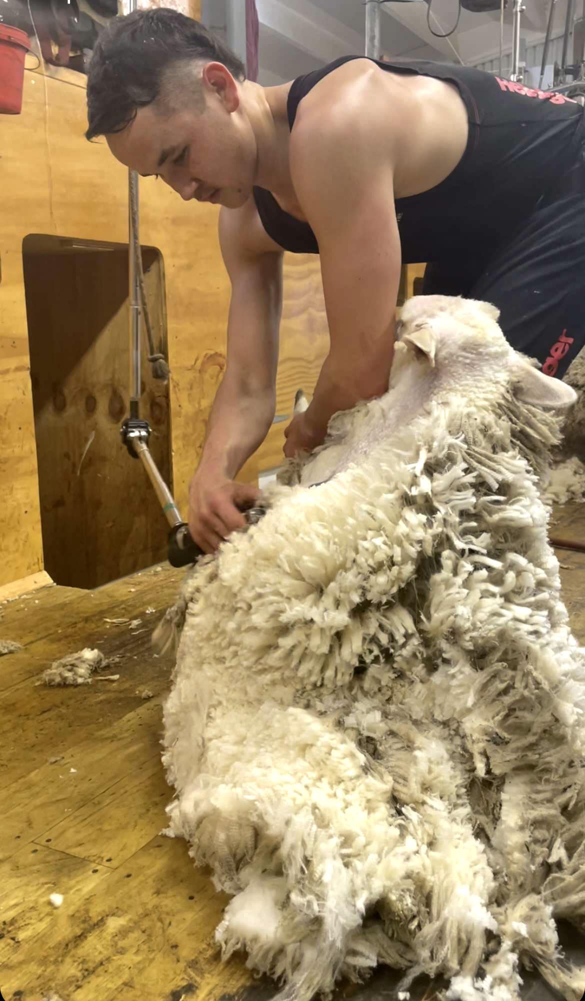 Reuben Alabaster's Solo 8 hour strong wool lamb world record attempt