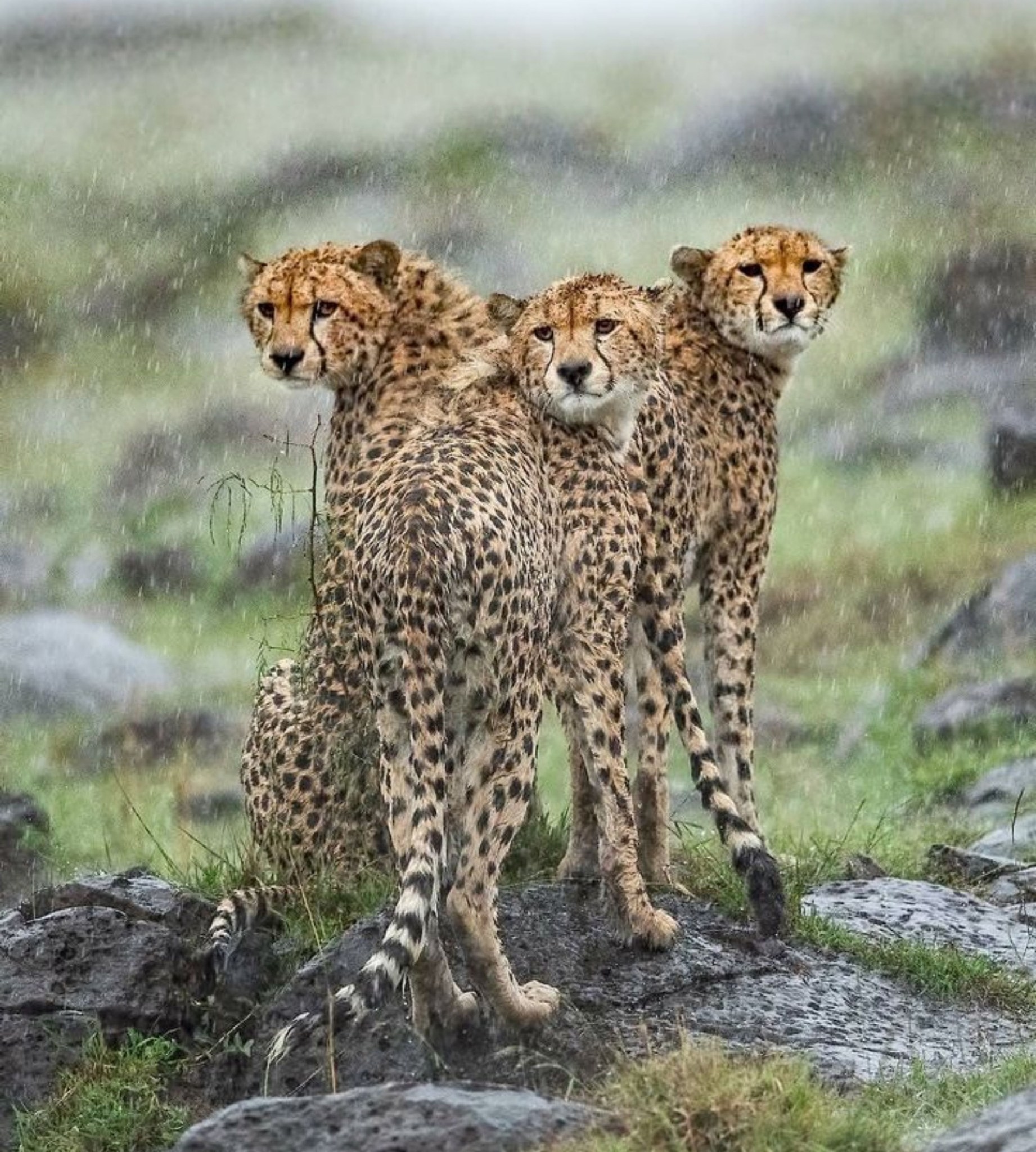Animals - Female cheetahs usually hunt alone, relying on speed and ...