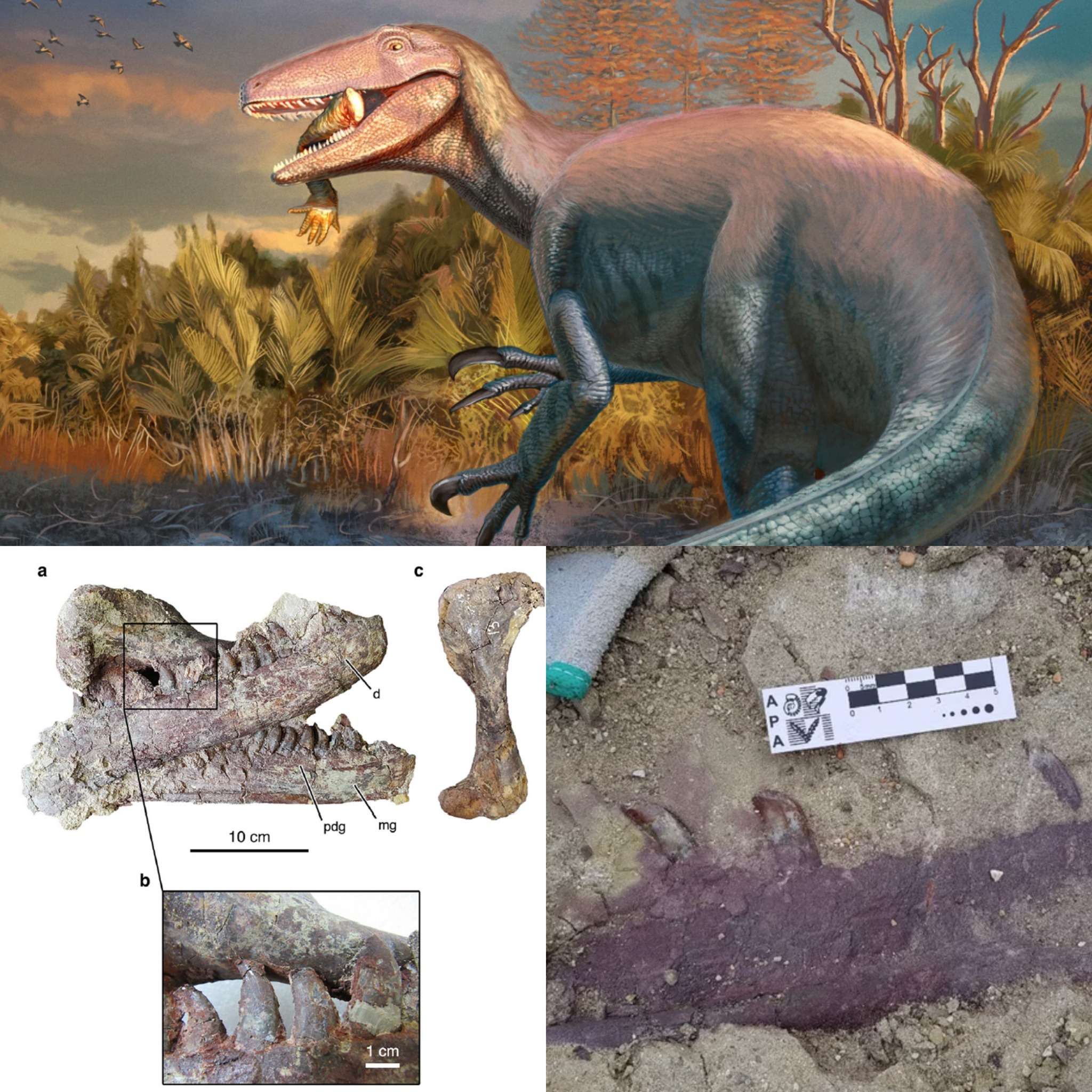 Dr - For this #FossilFriday, I wanted to highlight the recent discovery ...