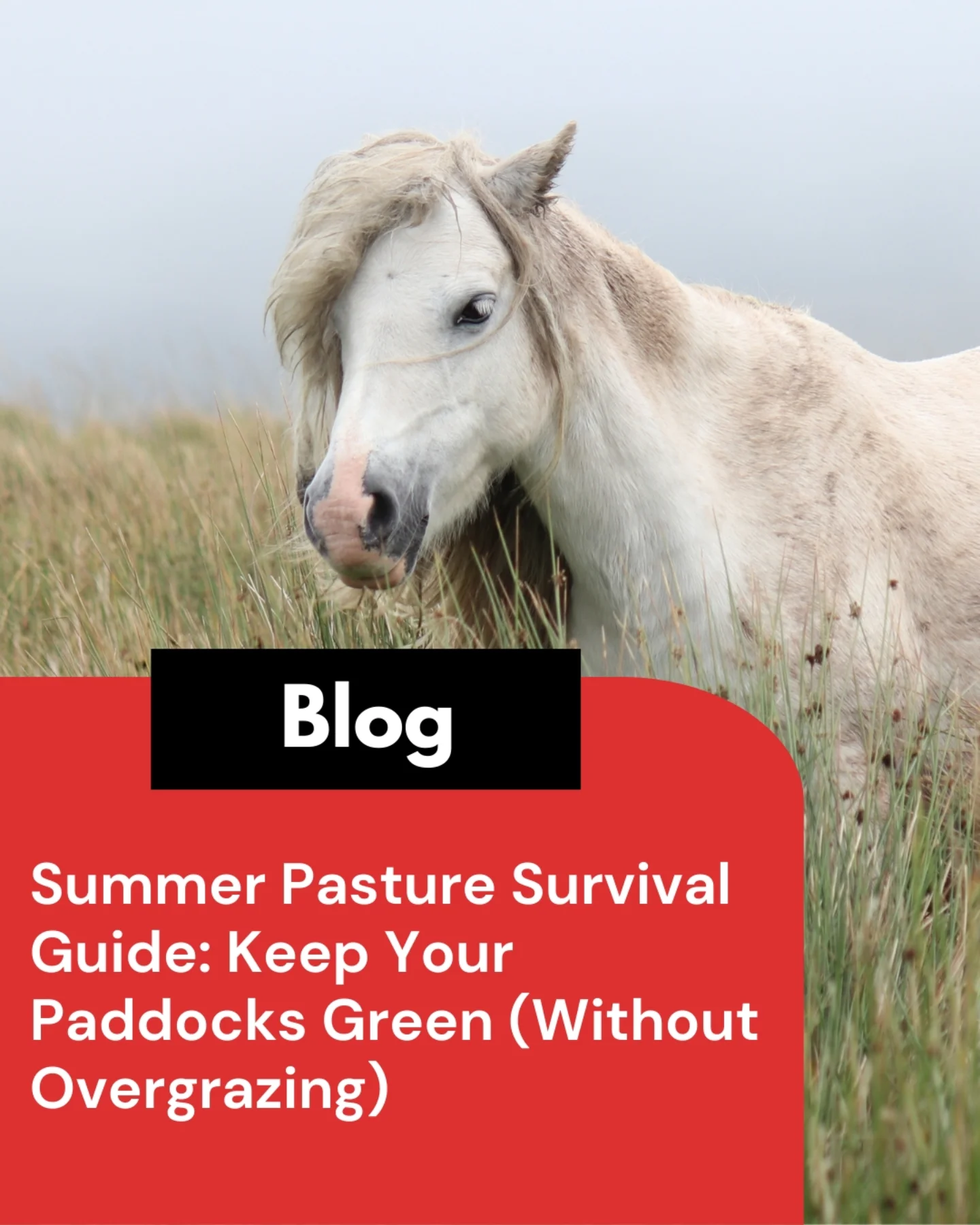 Oakford - Summer can turn even good paddocks into “dust bowls” fast ...