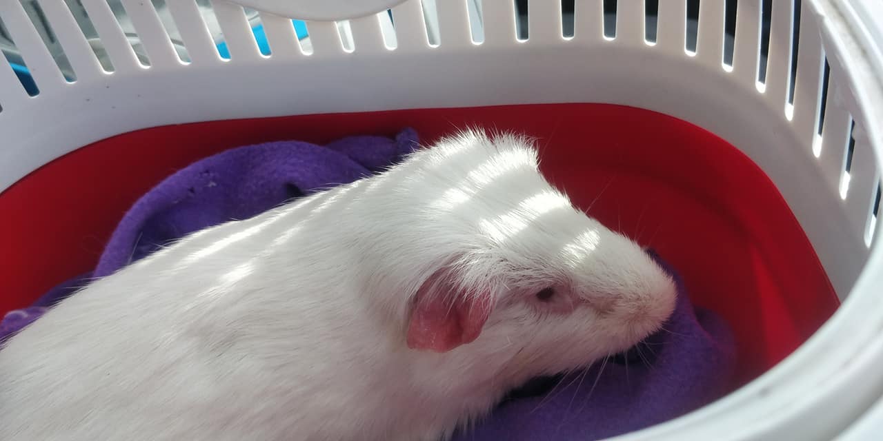 Photo inspiration: Visual Reference: L Lethal White Piggies Special Needs Guinea Pig Sanctuary