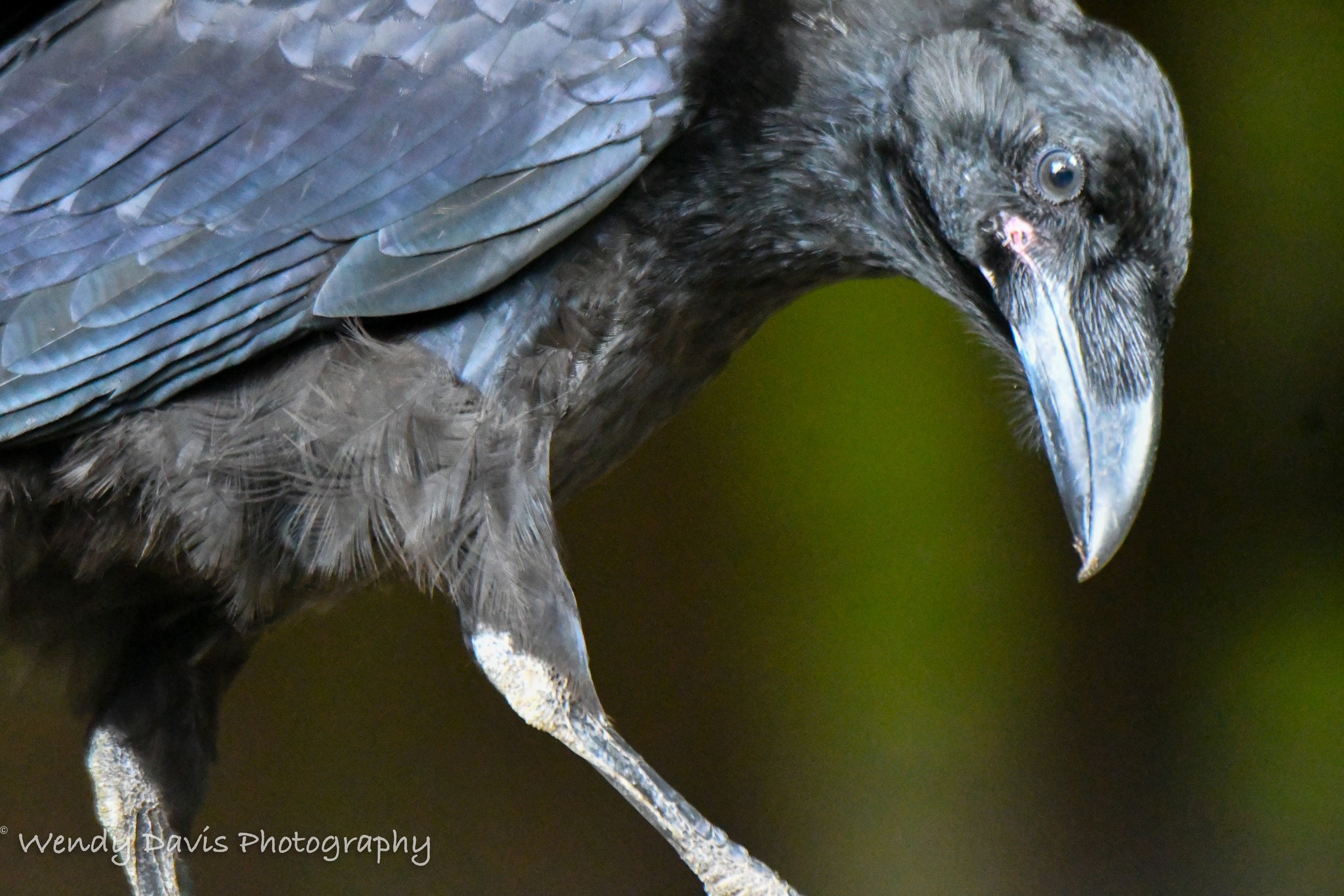 Your daily raven...from the 2026... - Wendy Davis Photography | Facebook