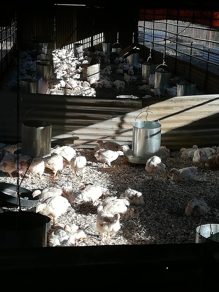 All in a day's work!... - Peezel Farms 