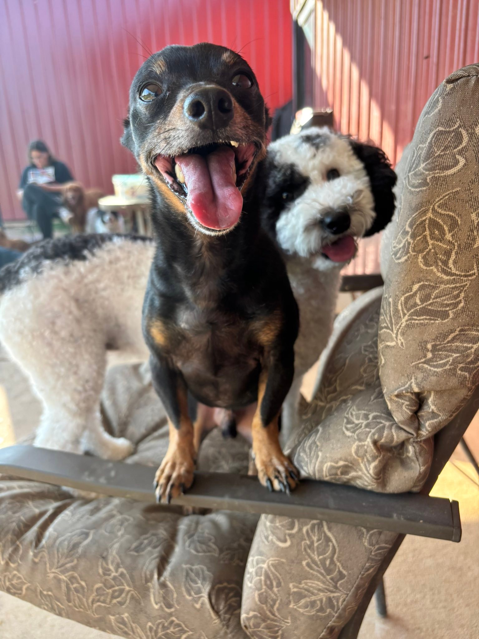 The Ruff Life... - The Ruff Life Resort-Clarksville