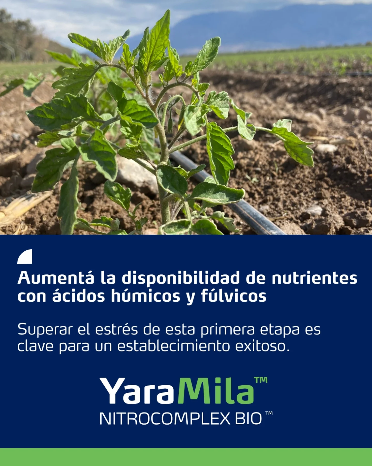 ORO VERDE Insumos Agropecuarios | Aristóbulo del Valle