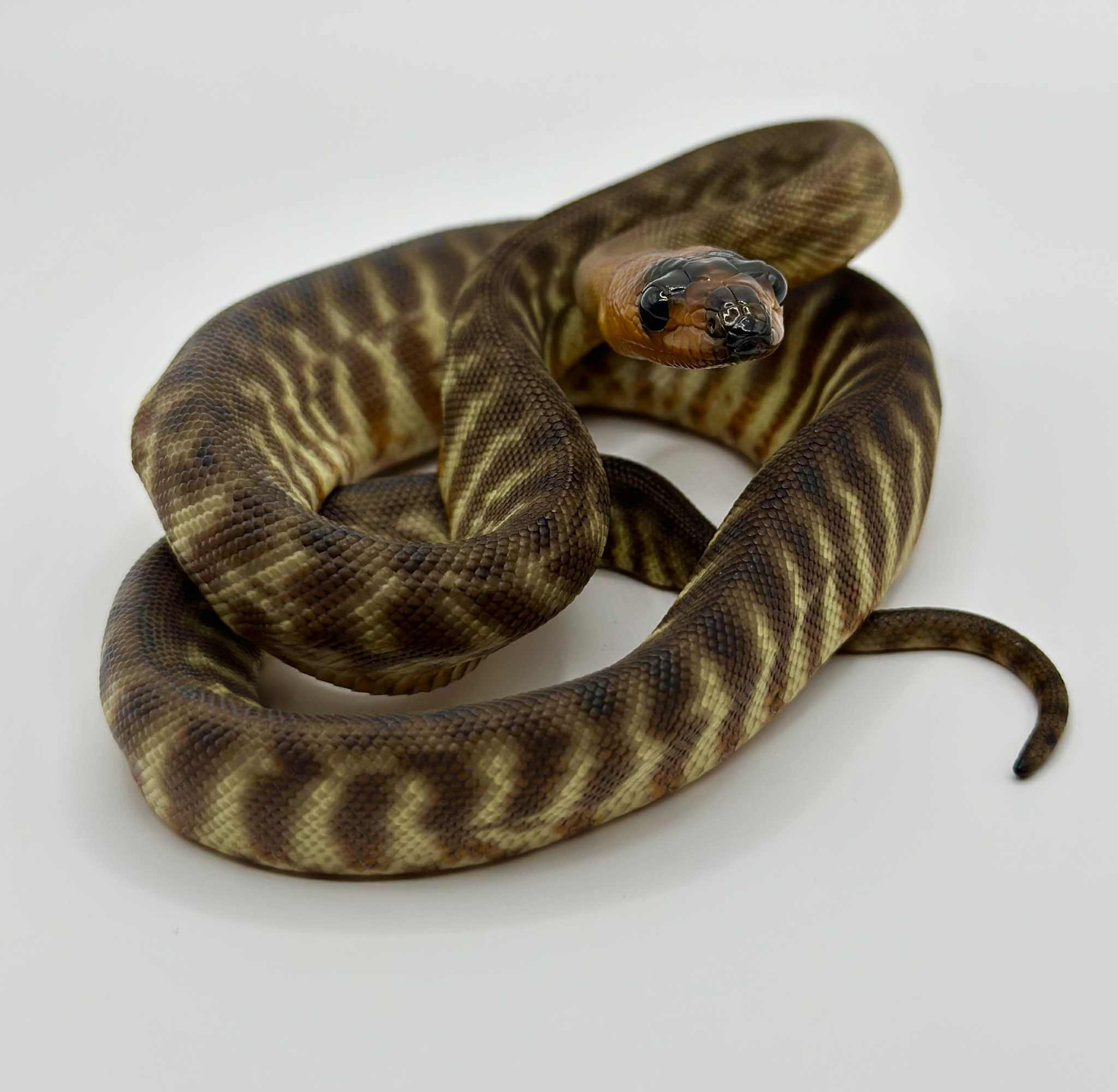 Pet - 🐍 Meet the Stunning Woma Python! 🐍 This beautiful snake is a Woma ...