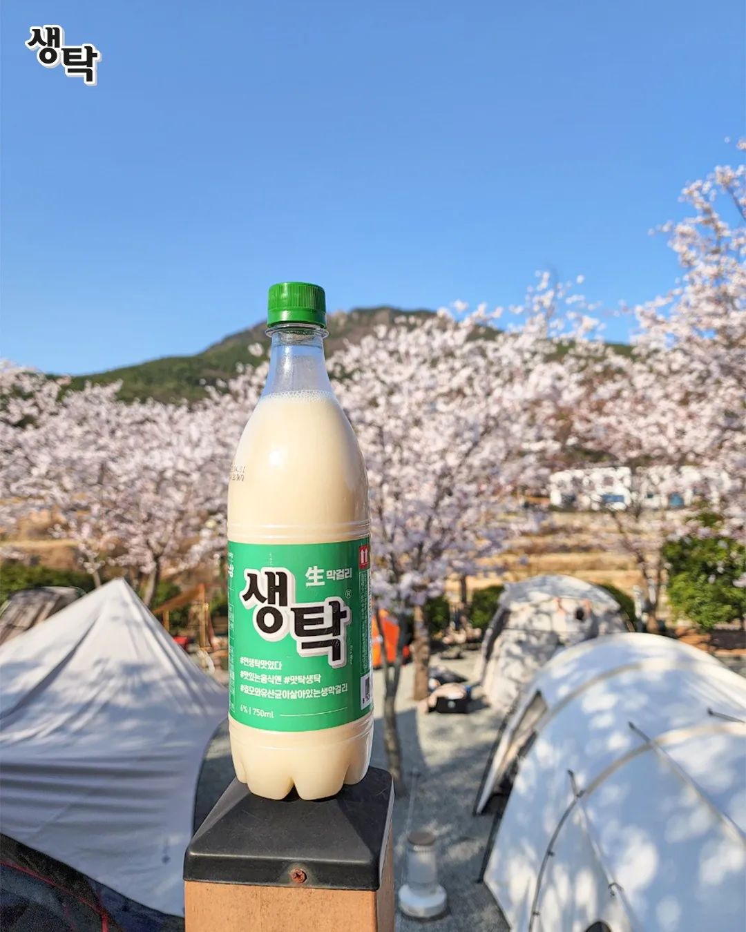 인생탁 맛있다. 생탁 - . 올 해 마지막 벚꽃을 보러 캠핑장으로 떠나기🏕 살랑 살랑 봄바람과 함께... | Facebook