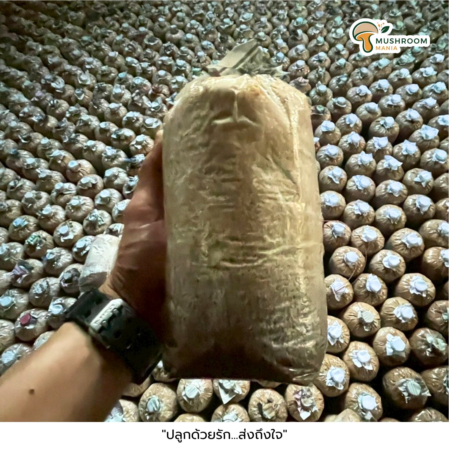 Mushroom Mania - 🏡 ปลูกเห็ดง่ายๆ ได้ทานสดๆ ที่บ้านคุณ! 🏡... | Facebook