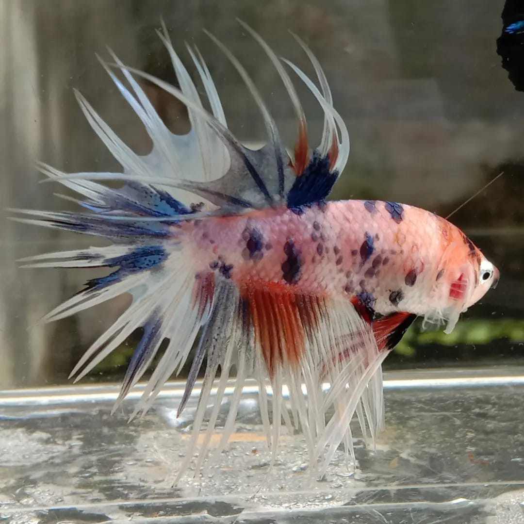 Brunei Transhipping by JBG | Crowntail Koi Multicolor | Facebook
