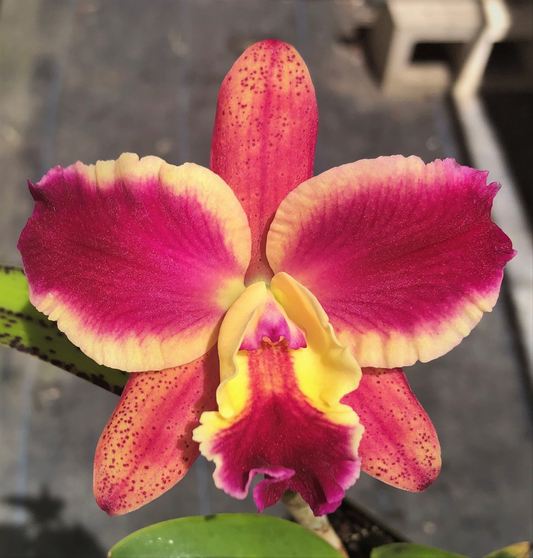 New cattleya orchid hybrid with flared petals and spotted sepals