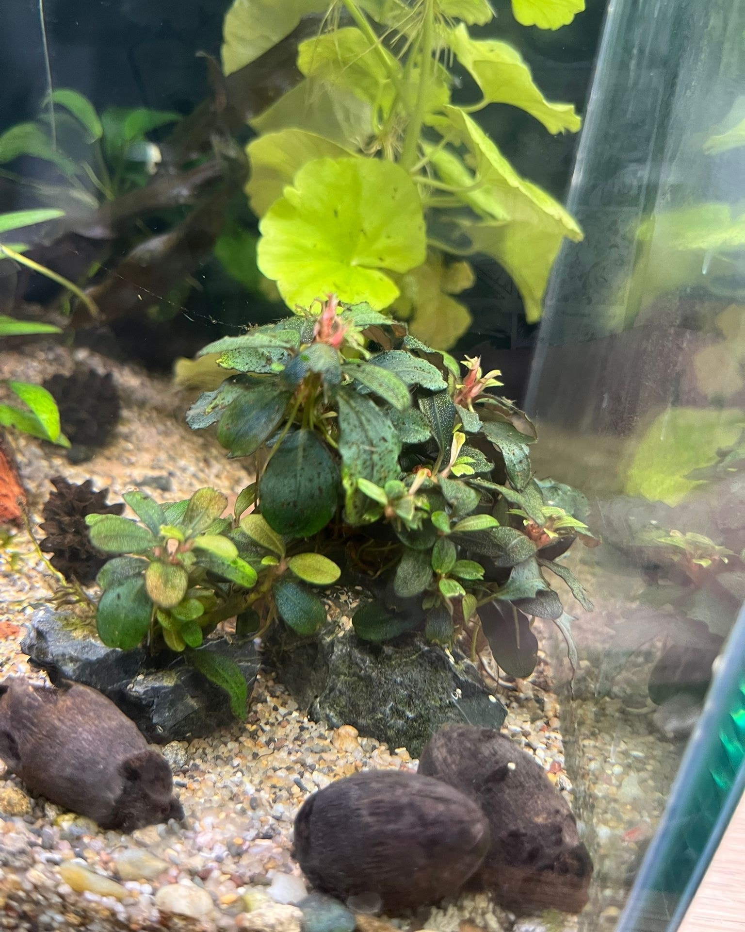 sp. CAKUMI 【2芽❣️】Bucephalandra