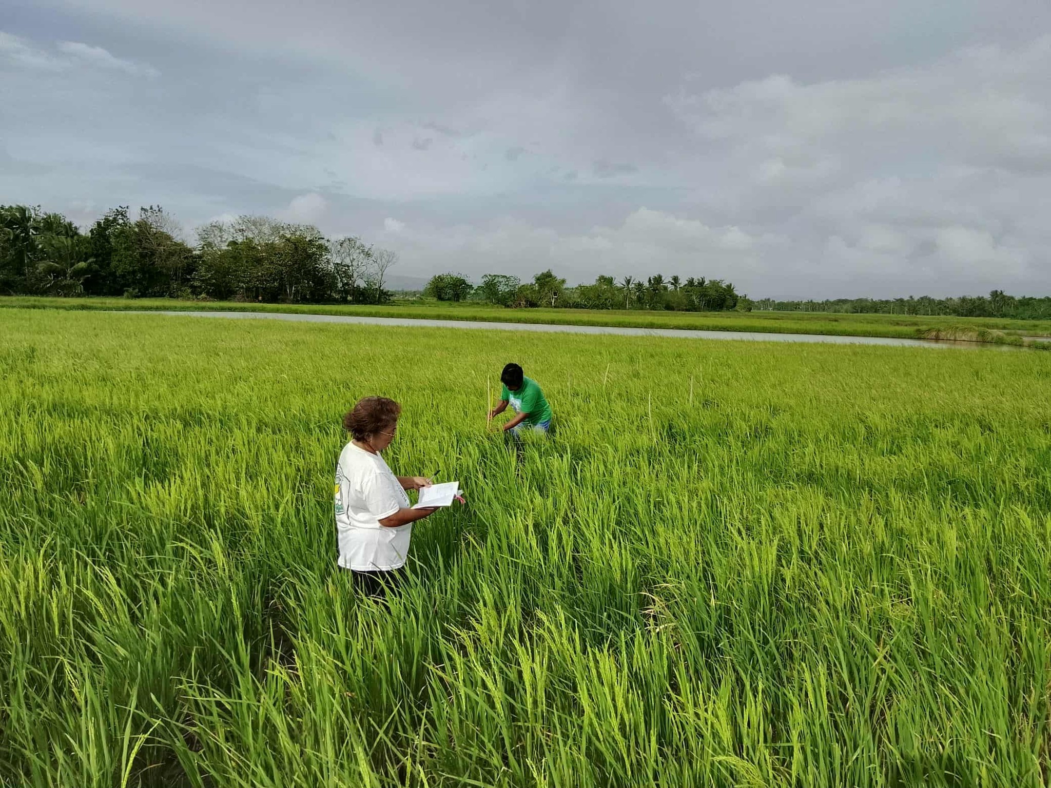 Municipal Agriculture Office of Libmanan | Libmanan