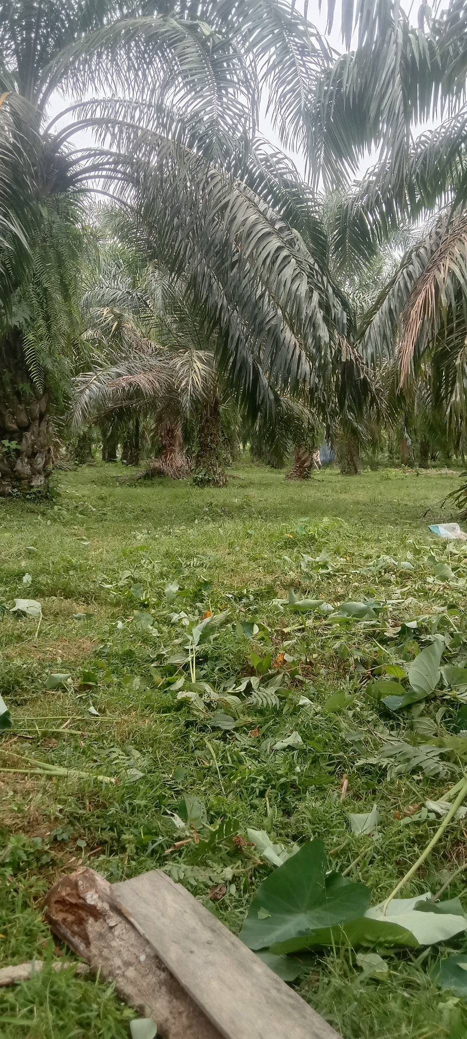 Rasiah Aira