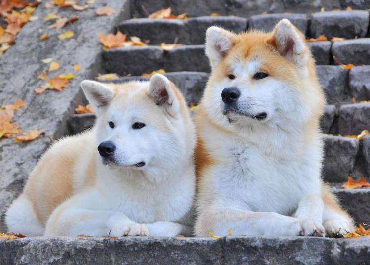Breed ➡️ AKITA INU From @akita_shinyue_family Live in