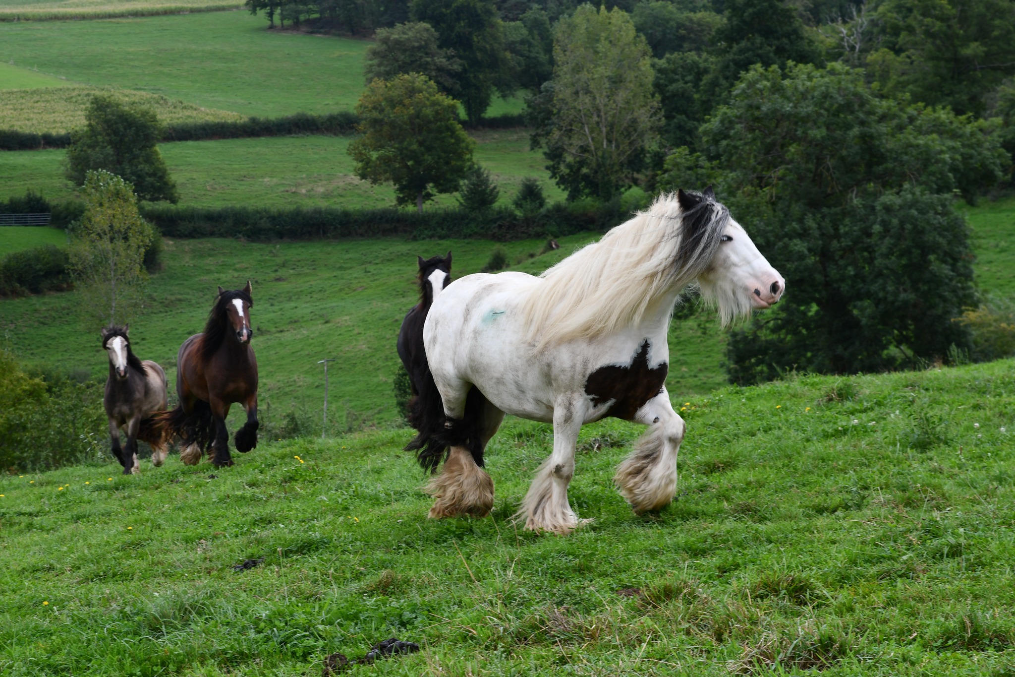 elevage-des-adrets-chevaux-irish-cob-chevri-res