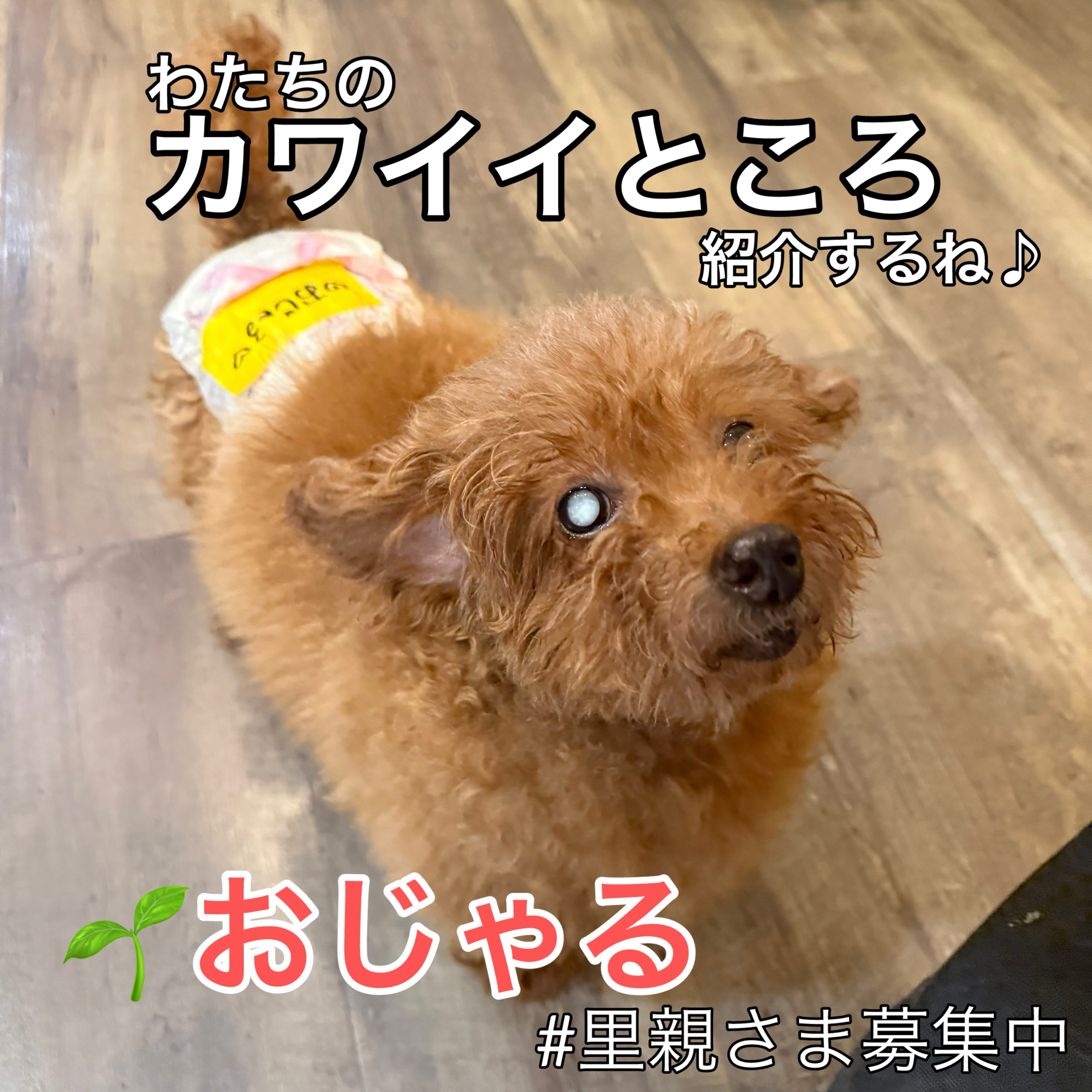 保護犬カフェ】Hogoken - 【保護犬カフェ】Hogoken Cafe鶴橋店
