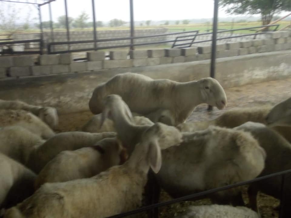 Azram dairy farm | Talagang