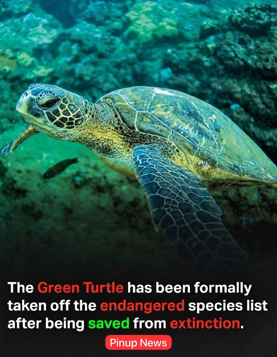 Pinup - Some uplifting news we all need! The green sea turtle has ...