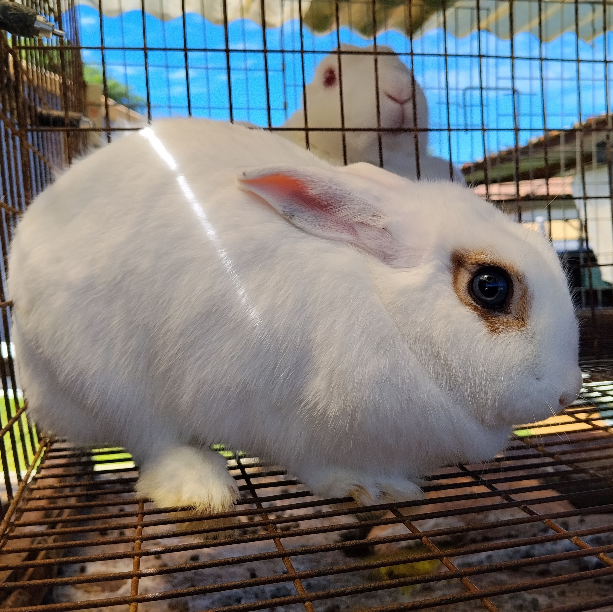 Meat Rabbits South Africa | Who can supply me large quantities and what ...