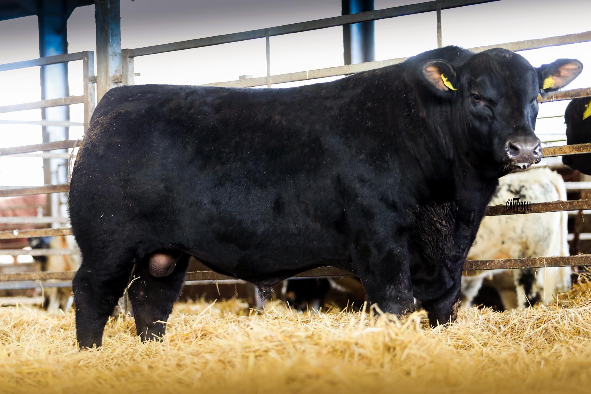 A real carcass bull from our... - Rawburn Aberdeen Angus | Facebook