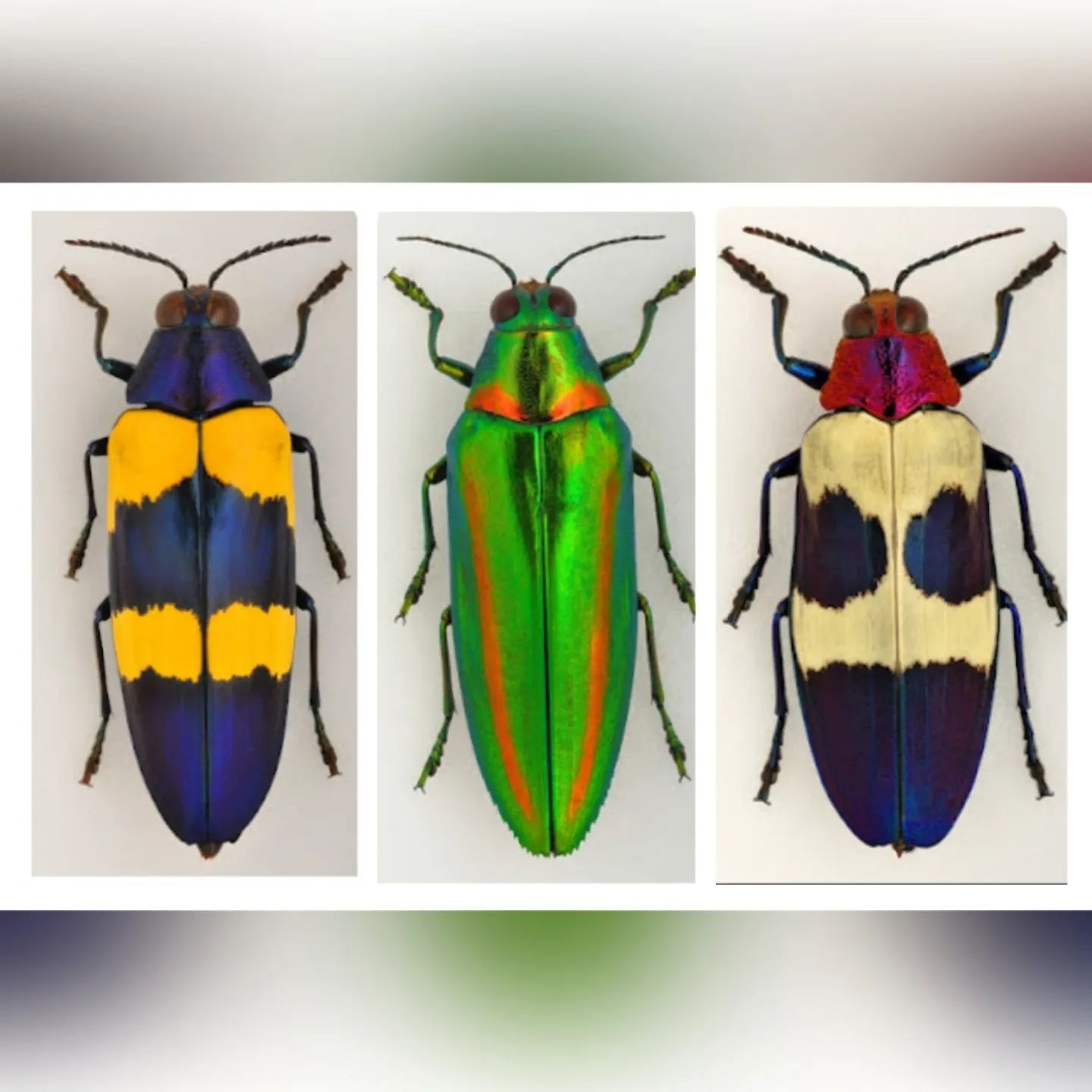 Chrysochroa fulgidissima 標本 日本 東京 Chrysochroa fulgidissima beetle from Japan
