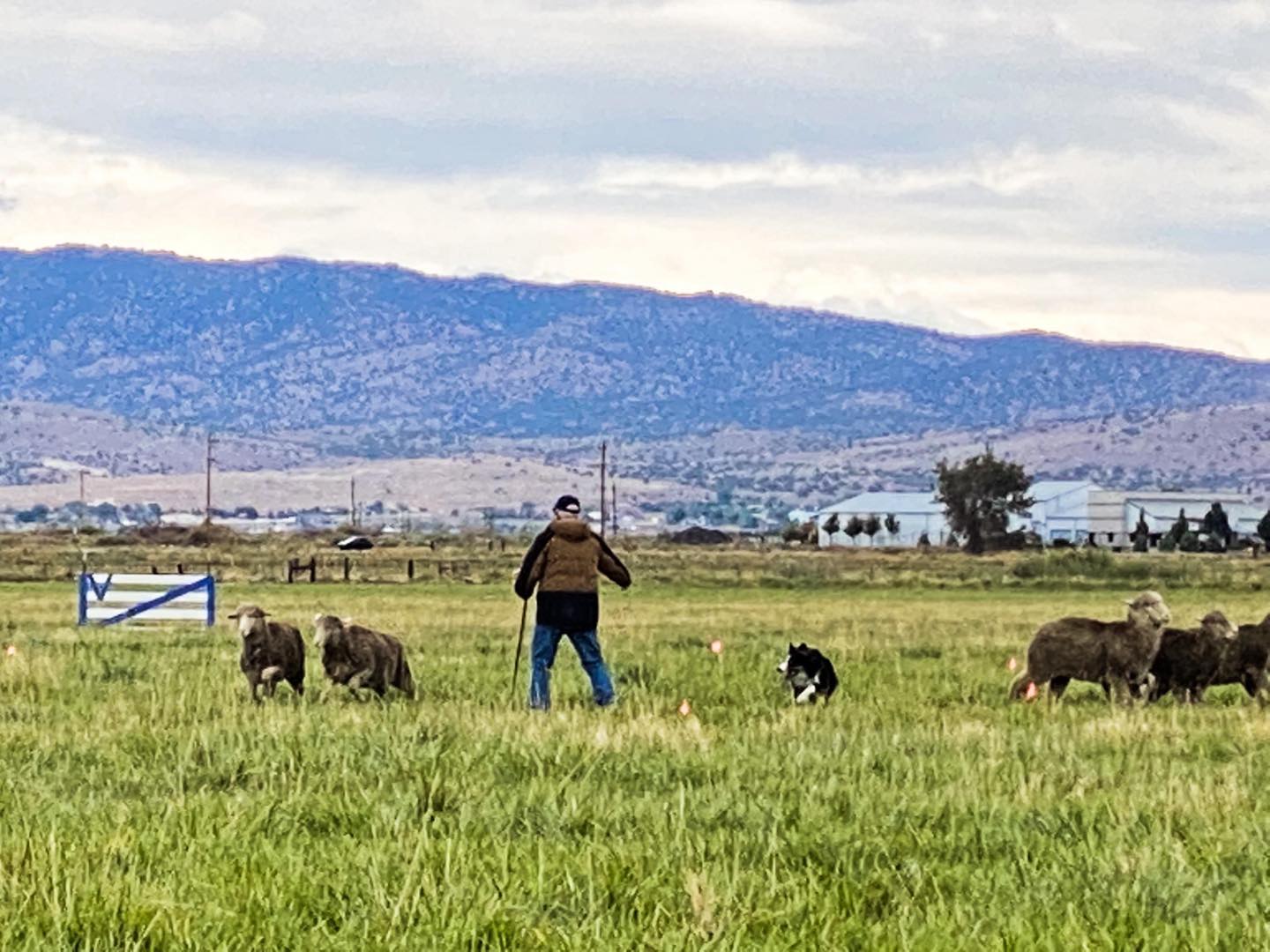 Usbcha... - Usbcha National Sheepdog Finals Nevada 2022