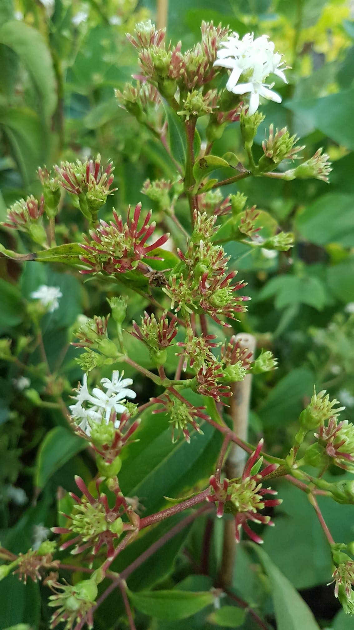 Hortinest.sk - 🌿 Heptacodium Tento zázrak prírody je včelárskym ...