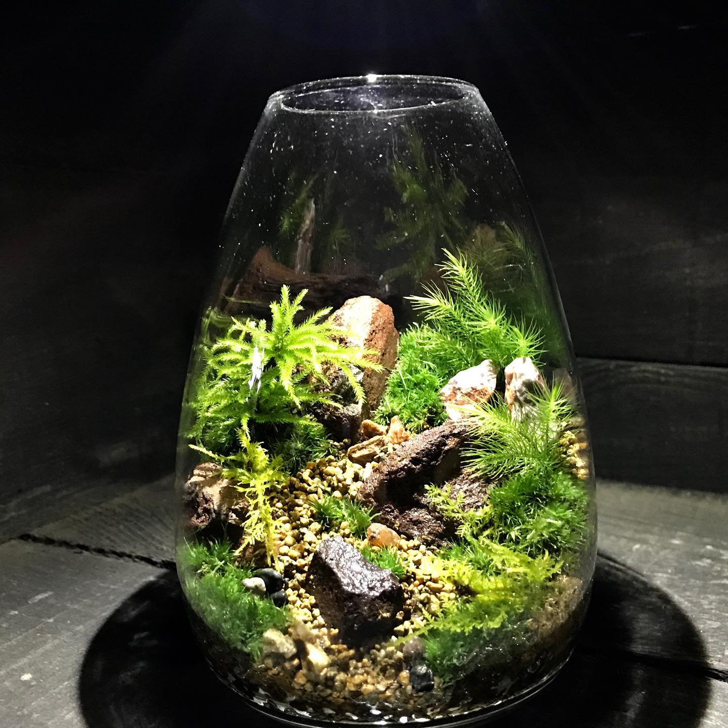 那須 苔 屋