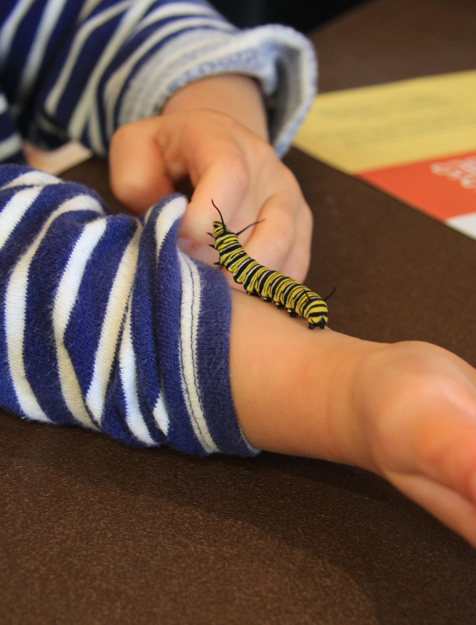 It's Butterfly Action Day... - Olbrich Botanical Gardens | Facebook