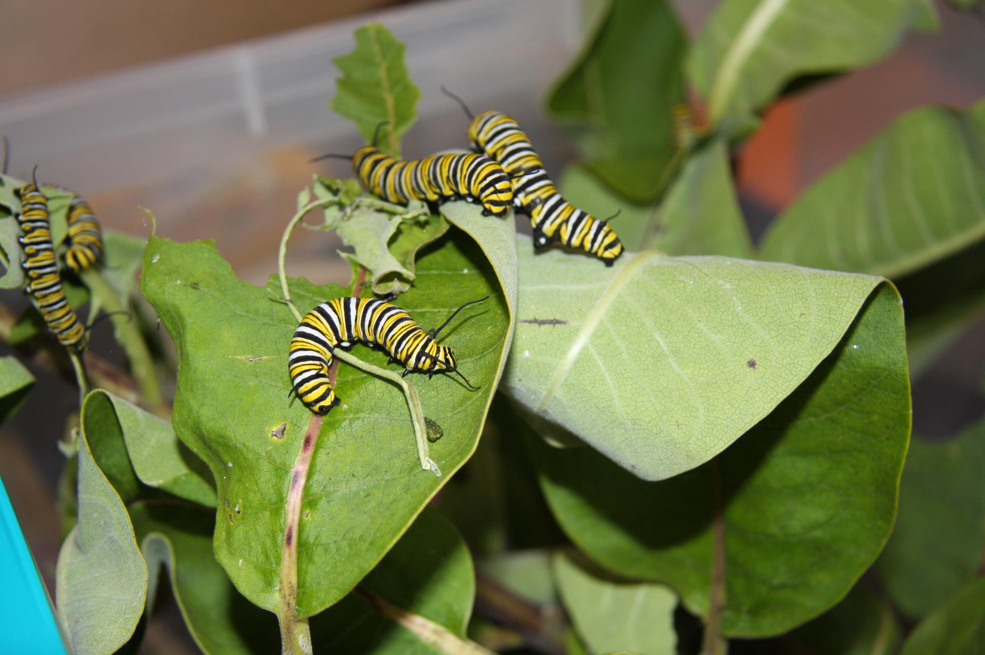 It's Butterfly Action Day... - Olbrich Botanical Gardens | Facebook