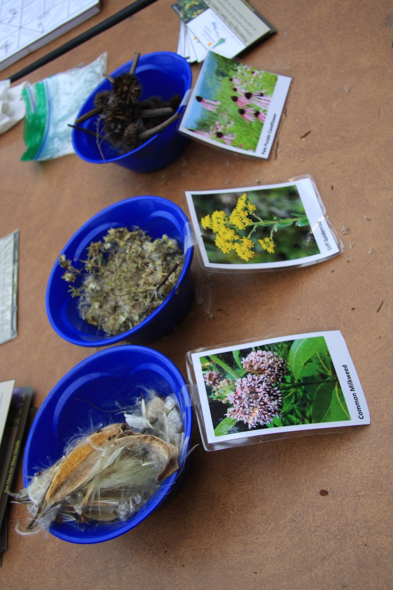 It's Butterfly Action Day... - Olbrich Botanical Gardens | Facebook