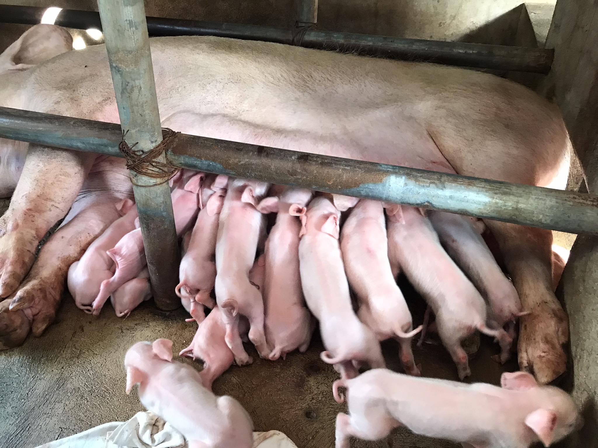 Apor - 📌Bakuna sa Bagong Panganak na Inahing Baboy Day 1: araw ng ...
