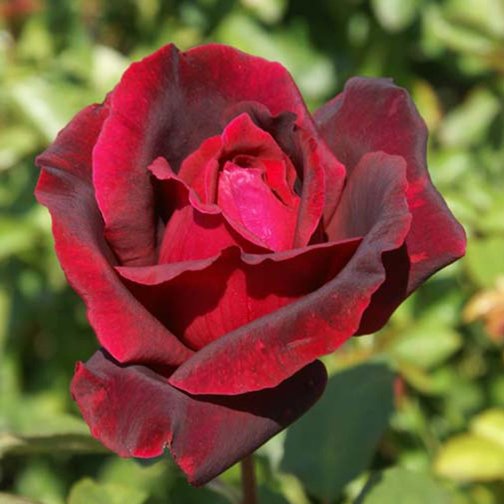 Rose Connection - Oklahoma สายพันธุ์อเมริกา ลักษณะดอก : ดอกขนาดกลางถึง ...
