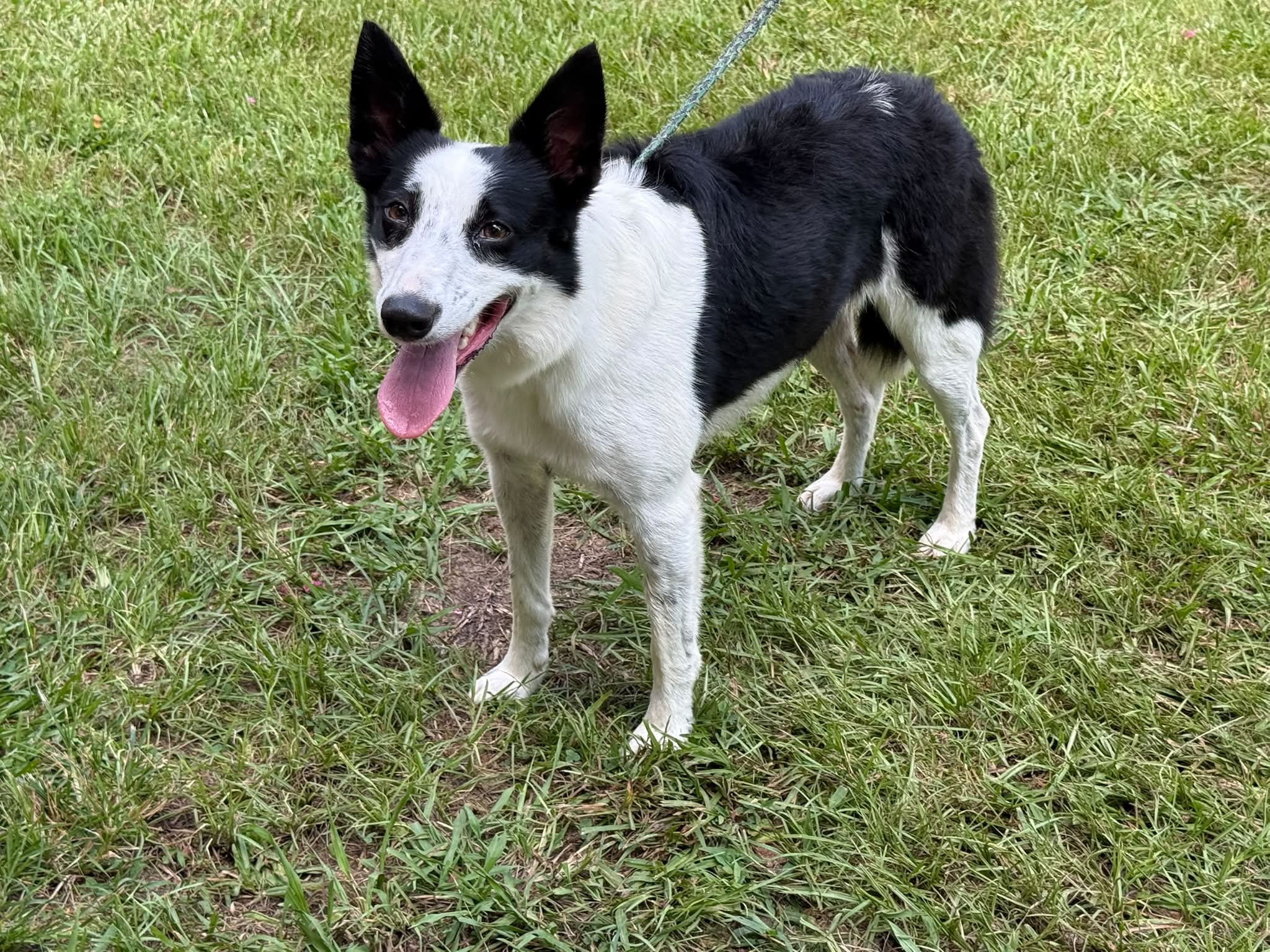 HoofBeats and PawPrints Rescue | Natchez MS