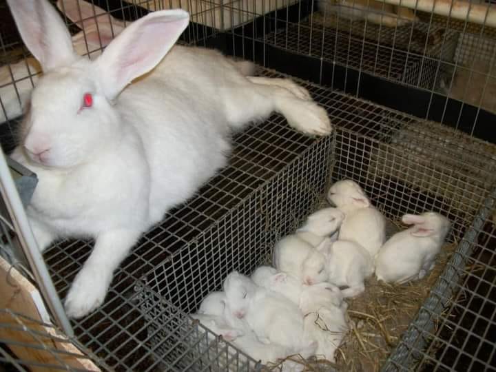 Sebuah ladang arnab perlu memastikan... - Gojez farm rabbit