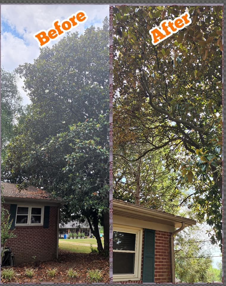 Murphy Tree Management & Removal