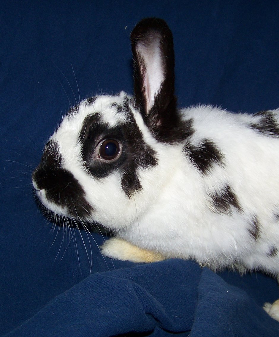 A few new adoptable bunnies! Meet... - Friends of Rabbits | Facebook