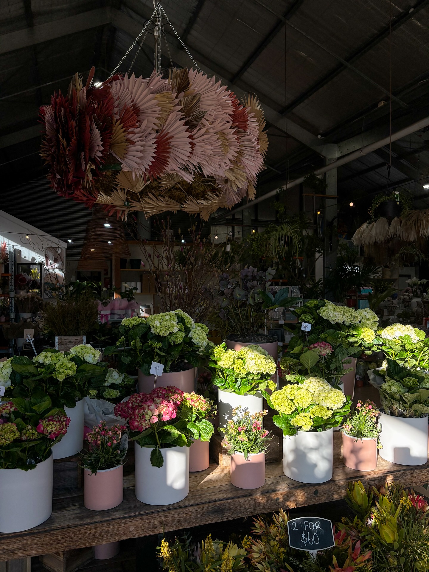 Geelong - Spring call and left us these gorgeous potted hydrangeas ...