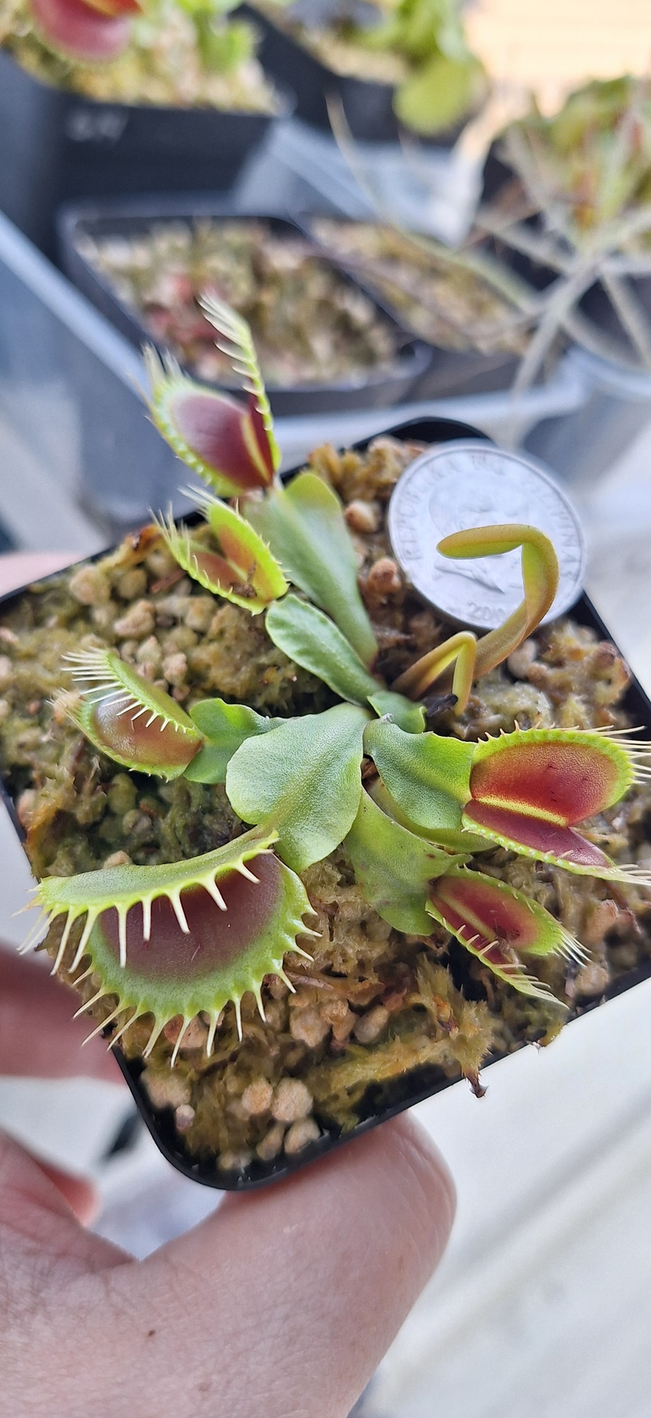 Venus Fly Trap Sundew Byblis for sale Philippines
