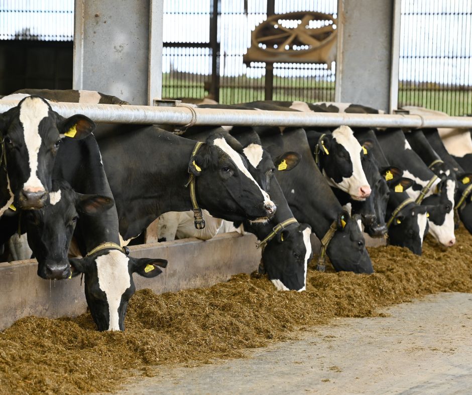 ForFarmers - 🐄 Including Lintec in dairy cow rations brings many ...