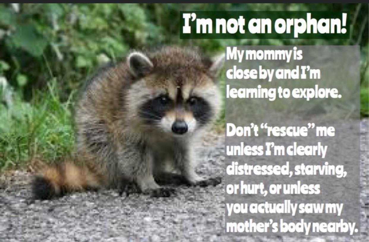 All Things Wild Rescue and Rehabilitation - Baby raccoons are growing ...