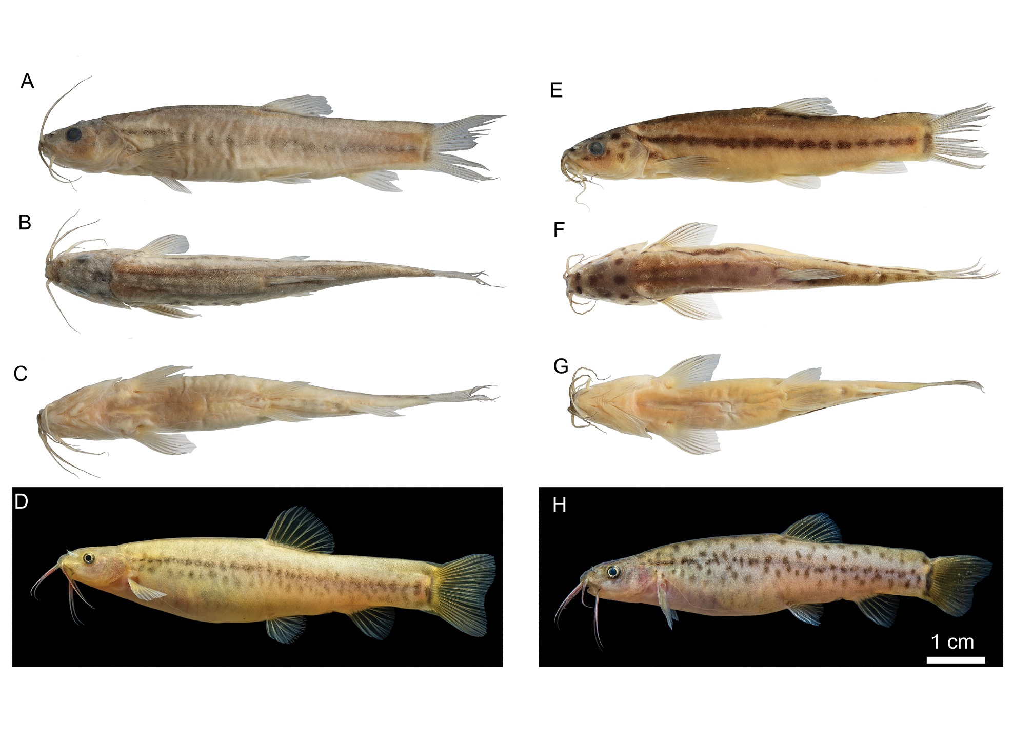 New loach species discovered in Guangxi, China