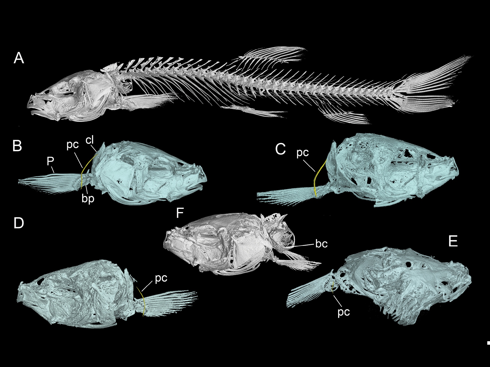 New loach species discovered in Guangxi, China