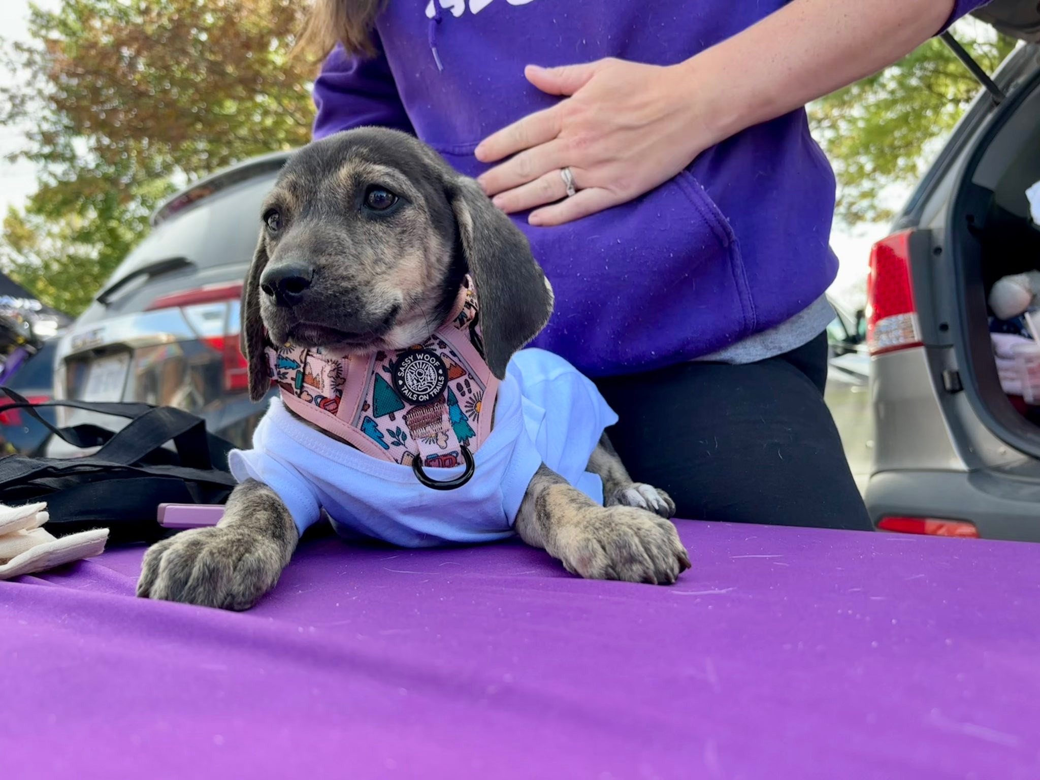 Hampshire County... - Hampshire County Pet Adoption Program